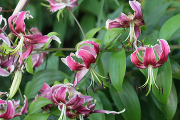 Rote Taglilien im botanischen Garten