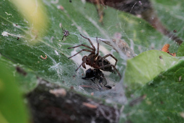 Spider preparing to eat his prey caught in his net