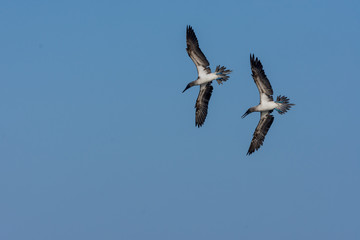 Blue Footed Boobies (Sula nebouxii) in flight about to dive for fish in  the Galapagos Islands, Ecuador.