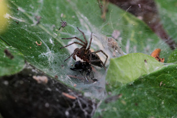 Spider preparing to eat his prey caught in his net