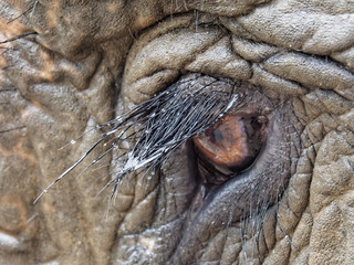 Oeil d'éléphant