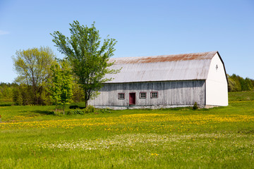 Old wooden barn set in field covered in dandelion in bloom with wooded area in the background seen during beautiful sunny spring afternoon, Island of Orleans, Quebec, Canada © Anne Richard