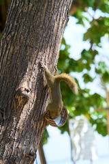 Plantain squirrel on the tree. Bali Island.