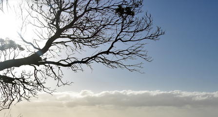Tree branches silhouette on a transperent sky. Silhouette of dark tree branches at sunrise. Tree silhouette on blue sky and cloud background, beautiful nature blue sky with trees.
