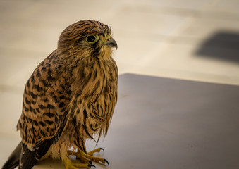 Common kestrel