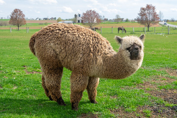 A wooly brown Alpaca performing for the camera