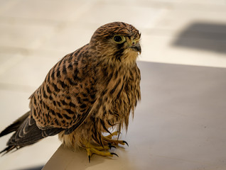 Common kestrel
