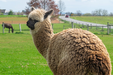 A wooly brown Alpaca performing for the camera