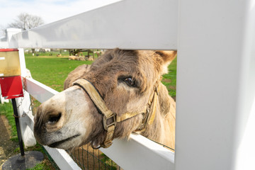 A donkey peeking through a white fence