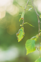Green caterpillars eat birch leaves. Crop pest attack