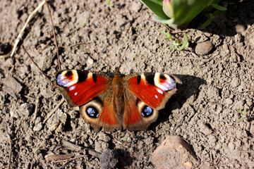 Butterfly