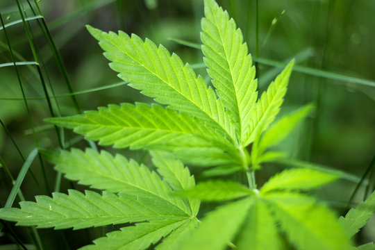 Wild hemp