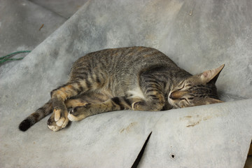 Cat sleep in relaxing time.