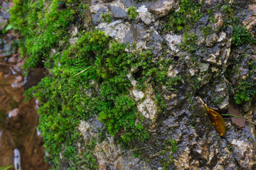 Many mosses stay on rocks after rain, Natural. Natural background.