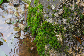 Many mosses are on rocks near the waterfall in the park. Natural background.