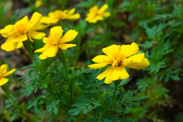 Beautiful yellow flower in the garden.