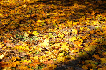 Background group autumn orange leaves. September, October, November, Indian summer. Sunny day, warm weather.