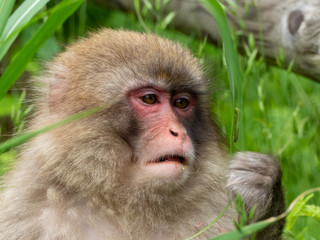 新緑の季節のニホンザル