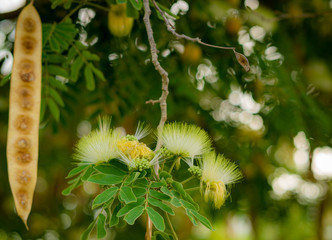 Albizia lebbeck