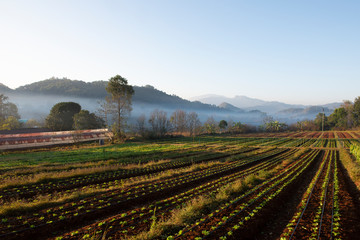 Organic vegetable farm field landscape