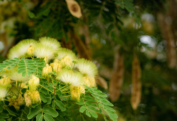 Albizia lebbeck