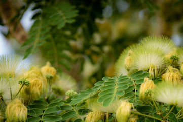 Albizia lebbeck