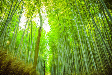 Obraz premium The bamboo groves of Arashiyama, Kyoto, Japan. 