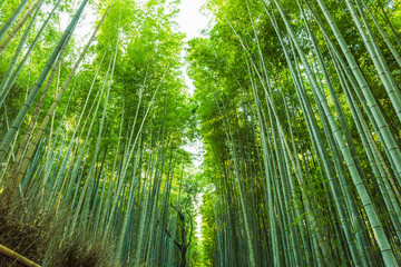 Obraz premium The bamboo groves of Arashiyama, Kyoto, Japan. 
