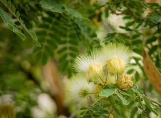 Albizia lebbeck