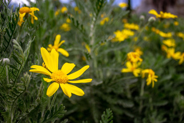 Yellow wild flower in the grass
