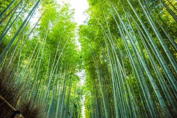 The bamboo groves of Arashiyama, Kyoto, Japan. 