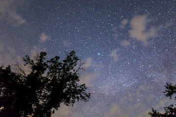 dark tree silhouette on the starry sky background, night landscape