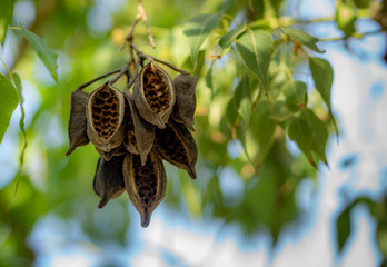 Brachychiton populneus
