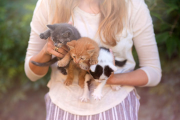 young girl holding three beautiful kittens outdoor adoption concept. homeless kittens. the problem of stray animals