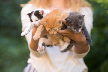 Naklejka na ściany i meble young girl holding three beautiful kittens outdoor adoption concept. homeless kittens. the problem of stray animals