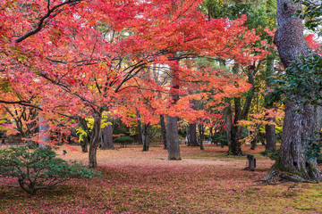 Fototapeta na wymiar Autumn foliage at Kenrokuen Garden in Kanazawa, Japan