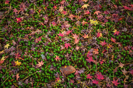Colorful fallen maple leaves on a green moss ground at Kenrokuen Garden.