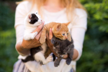Obraz premium young girl holding three beautiful kittens outdoor adoption concept. homeless kittens. the problem of stray animals