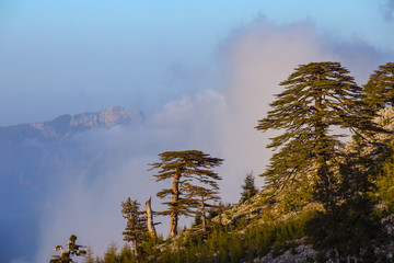 cedar forest among a mountain valley at the evening, natural background