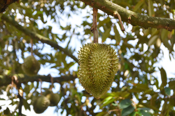 fresh durian fruit on tree