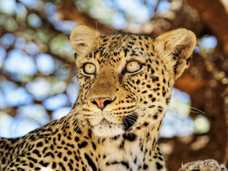 portrait de léopard