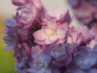 Fototapeta premium Lilac buds of lilac flowers. Bunches of buds. It's spring.