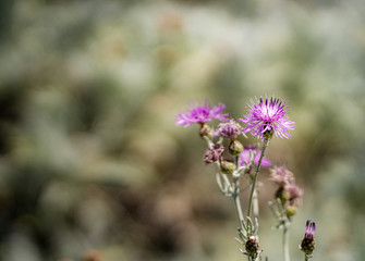 Centaurea limbata