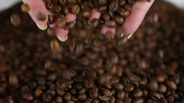 Close up shot of female hands taking handful of roasted coffee beans, then pouring it into container