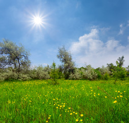 beautiful summer forest glade with flowers under a sparkle sun