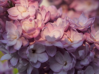 Lilac buds of lilac flowers. Bunches of buds. It's spring.