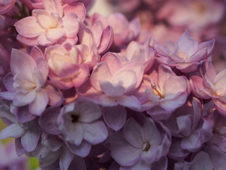 Lilac buds of lilac flowers. Bunches of buds. It's spring.