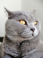 Obraz premium Cute Gray British Short Hair cat looking away