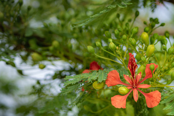 royal poinciana