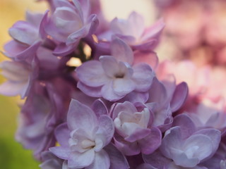 Lilac buds of lilac flowers. Bunches of buds. It's spring.